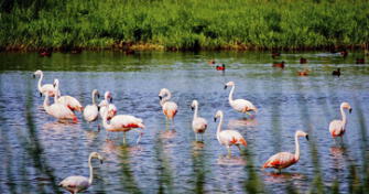 Ejecutivo actualizará planes de preservación de cinco áreas naturales