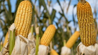 ONU exigirá mayor transparencia sobre alimentos transgénicos
