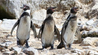 Priorizarán conservación de pingüino de Humboldt y nutria marina