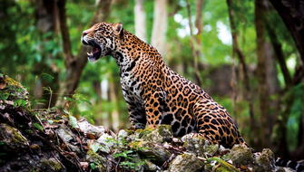 Junín protegerá área de conservación  "Otorongo - Pampa Lazo"