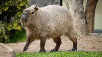 Los capibaras tendrán su día en el Parque de Las Leyendas