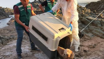Tacna: Liberan lobo marino en playa La Barredera