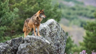 España: Ecologistas exigen mantener protección máxima para los lobos