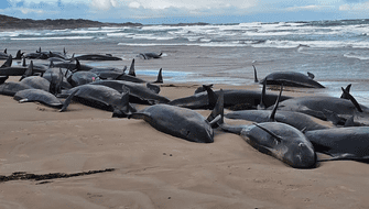 Australia: Sacrifican 90 ballenas tras quedar varadas en playa