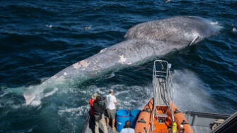 Chile se ha convertido en un "corredor mortal" para las ballenas