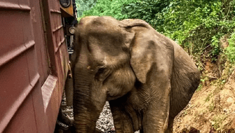 Manada de elefantes es arrollada por tren en Sri Lanka
