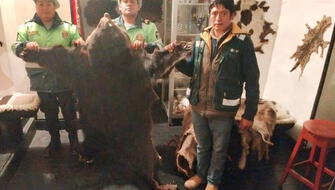 Intervienen local por exhibir 14 pieles de animales silvestres