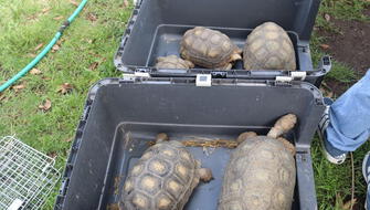Arequipa: Recuperan tortugas que vivían en condiciones deplorables