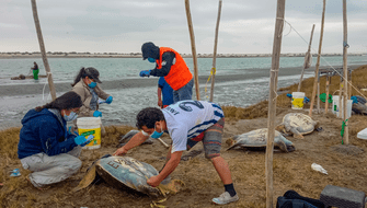 Protegerán playas donde anidan las tortugas marinas