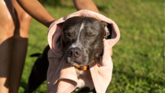 Canes fueron bañados gratuitamente en veterinaria solidaria