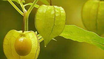 Fruto amazónico previene el Alzhéimer y controla la diabetes