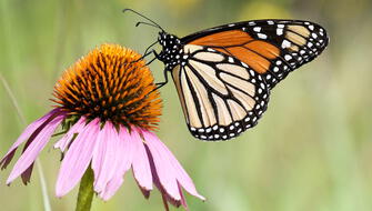 Reportan alarmante declive de mariposas en EE.UU.