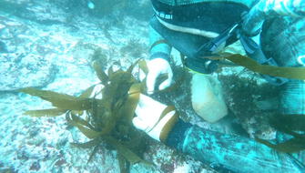 Científicos peruanos siembran algas en mar de Pucusana