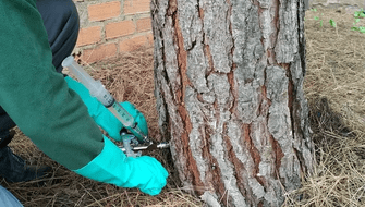 Especialistas toman medidas contra peligrosa plaga de pinos
