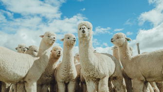 Universidad impulsa mejora genética de las alpacas