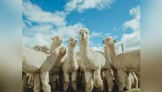 Universidad impulsa mejora genética de las alpacas