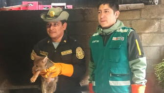 Rescatan a zorro que era perseguido por jauría en Abancay
