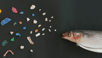 Sardinas consumen más microplasticos por el cambio climático