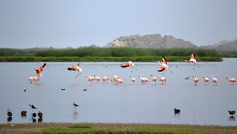 Nueva estrategia protegerá ecosistemas y biodiversidad del Perú