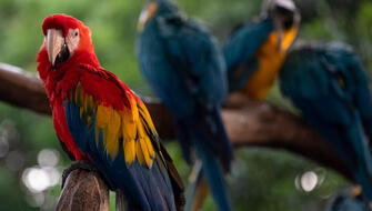 Proyecto Guacamaya monitoreará ecosistemas con Inteligencia Artificial