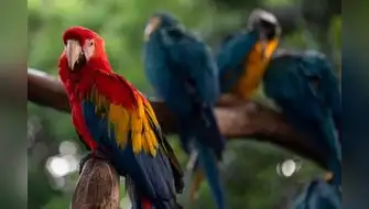 Proyecto Guacamaya monitoreará ecosistemas con Inteligencia Artificial