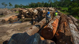San Martín: Más de 5 hectáreas de bosques son arrasadas por tala ilegal