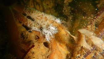 Nueva especie de molusco es descubierta en el mar del Perú