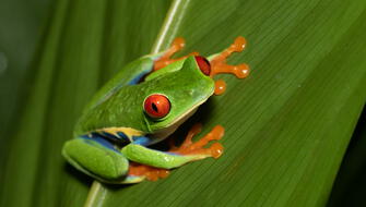 Ranas serían la solución contra las temibles superbacterias
