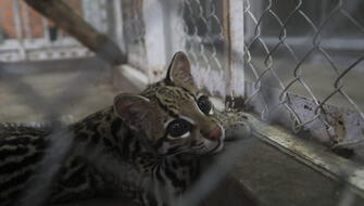 Perú: Utilizan animales o partes de ellos en diversas festividades
