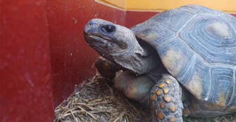 Tacna: Salvan la vida a tortuga hallada en la vía pública