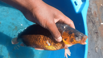Puno: Prohíben crianza de pez carpa en el lago Titicaca