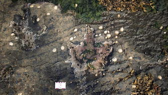 Dinosaurios carnívoros y herbívoros convivían en lagunas de Escocia