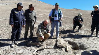 Autoridades refuerzan controles para prevenir caza furtiva de vicuñas