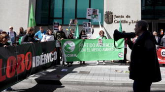 España: Animalistas impulsan protestas en defensa del lobo ibérico