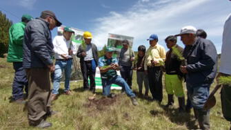 Siembran más de 100 hectáreas de pino en Cajamarca