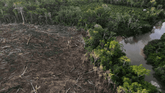 San Martín: Taladores ilegales devastan 20 hectáreas de bosque