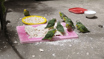 Hallan a 37 loros muertos en intervención a vendedores de animales