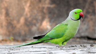 Color de las aves está estrechamente vinculado con su hábitat