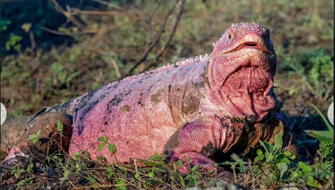 Ecuador: Nuevas investigaciones buscan conservar la iguana rosada