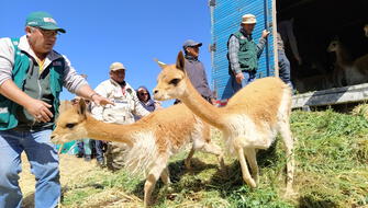 Fortalecen capacidades en manejo sostenible de vicuña en Ayacucho