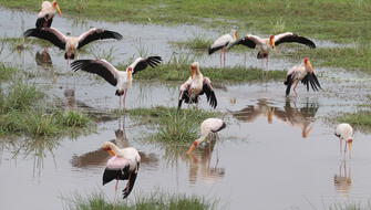 Aves de Norteamérica desaparecen de manera acelerada