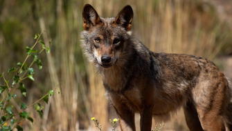 Parlamento Europeo rebaja nivel de protección hacia los lobos