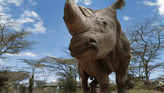 Cazadores furtivos aniquilaron centenar de rinocerontes en Sudáfrica