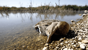 Botulismo causa enfermedad paralizante en las aves