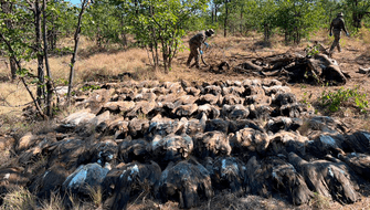 Sudáfrica: Centenar de buitres mueren por comer elefante envenenado