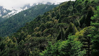 Bosques tropicales tardan demasiado en adaptarse al cambio climático