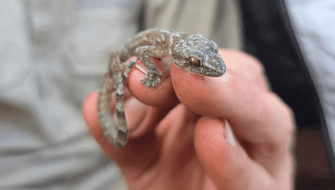 Redescubren a reptil que se creía extinto hace 34 años