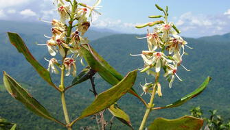 Ecuador: Hallan nueva especie de árbol en Cordillera del Cóndor