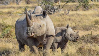 Kenia crea un megasantuario para salvar al rinoceronte negro