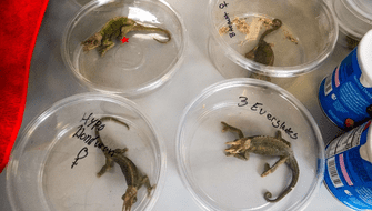 Equipos en nuevo aeropuerto combatirán tráfico de fauna silvestre